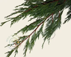 Leiconifeer - Rek 180x110 cm