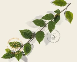 Lei-Haagbeuk - Scherm