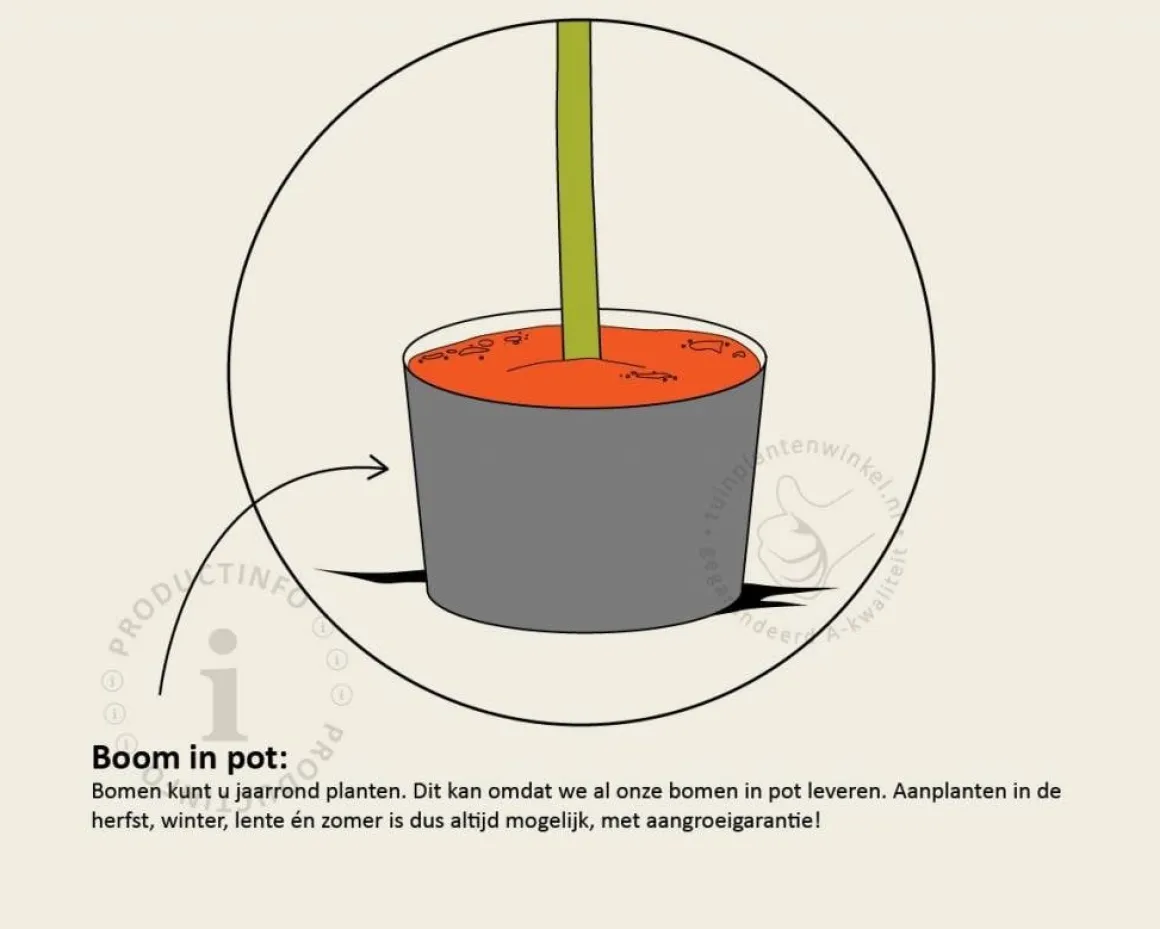Lei-Haagbeuk - Scherm