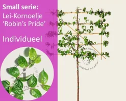 Lei-Kornoelje 'Robin's Pride' - Rek 120x90 cm