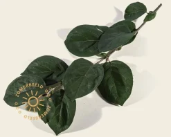 Lei-Kweepeer - Scherm