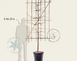 Lei-Parrotia - Scherm