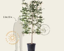 Lei-Parrotia - Scherm