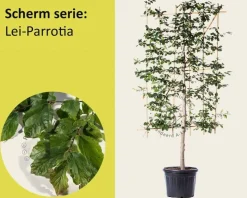 Lei-Parrotia - Scherm