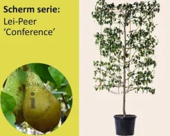 Lei-Peer 'Conference' - Scherm