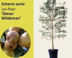 Lei-Peer 'Gieser Wildeman' - Scherm
