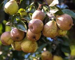 Lei-Peer 'Gieser Wildeman' - Scherm