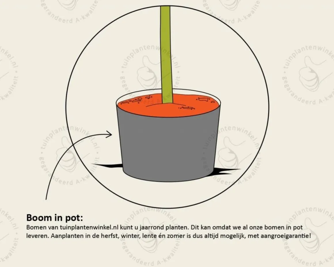 Leipeer - Rek 180x110 cm