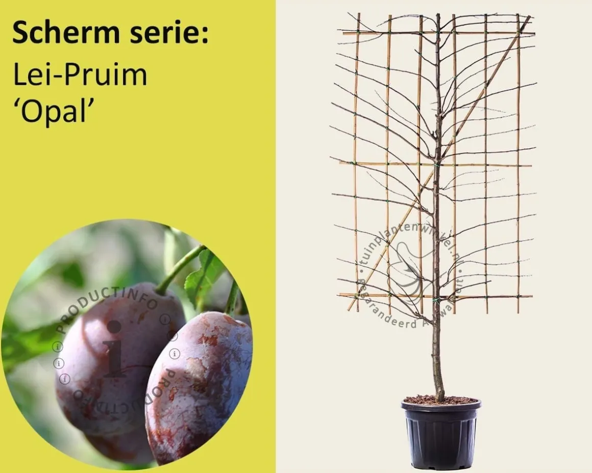 Lei-Pruim 'Opal' - Scherm