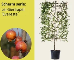 Lei-Sierappel 'Evereste' - Scherm