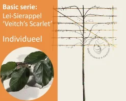 Lei-Sierappel 'Veitch's Scarlet' - Rek 180x110 cm