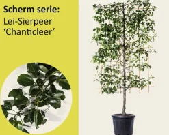 Lei-Sierpeer 'Chanticleer' - Scherm