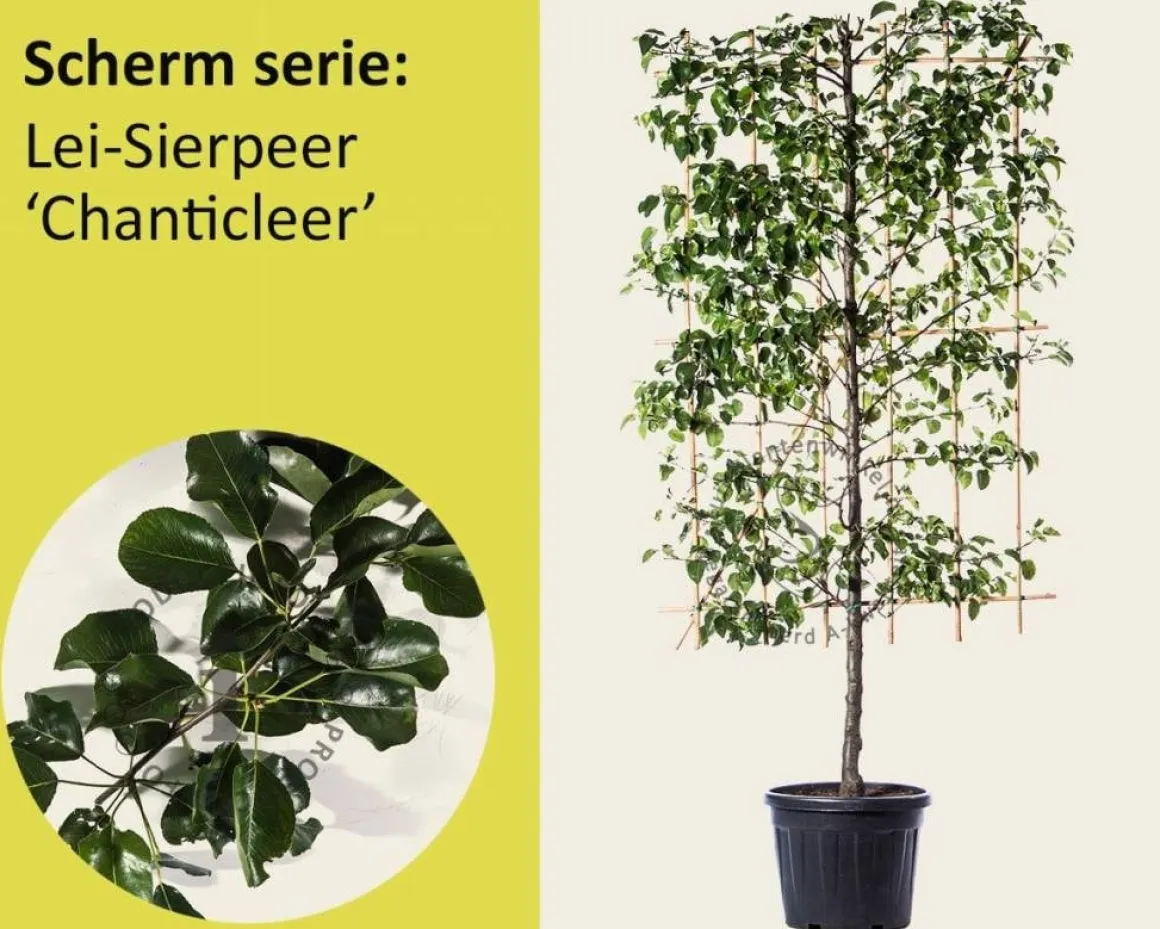 Lei-Sierpeer 'Chanticleer' - Scherm