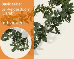 Lei-Veldesdoorn - Rek 180x110 cm