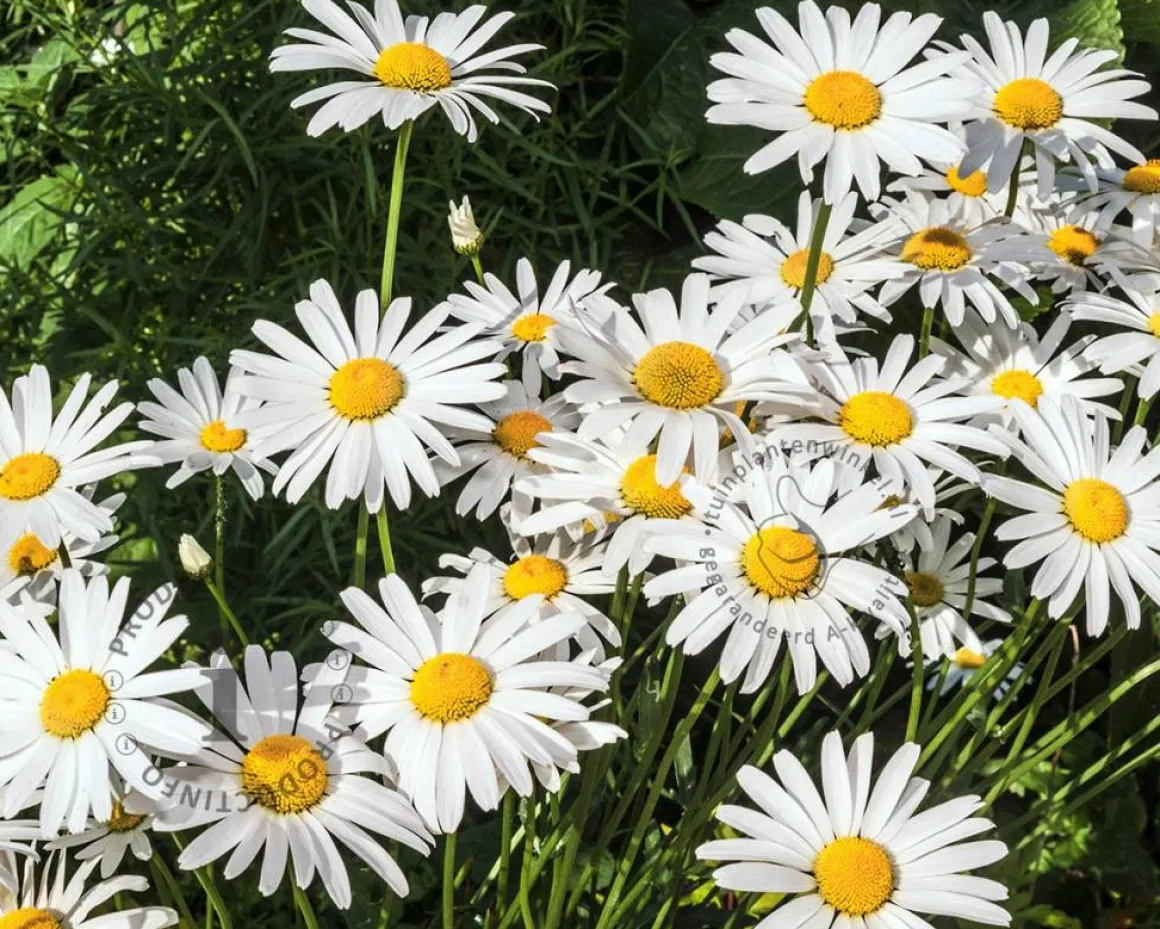 Leucanthemum vulgare 'Maikonigin'