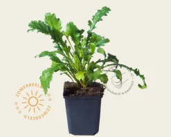 Leucanthemum vulgare 'Maikonigin'