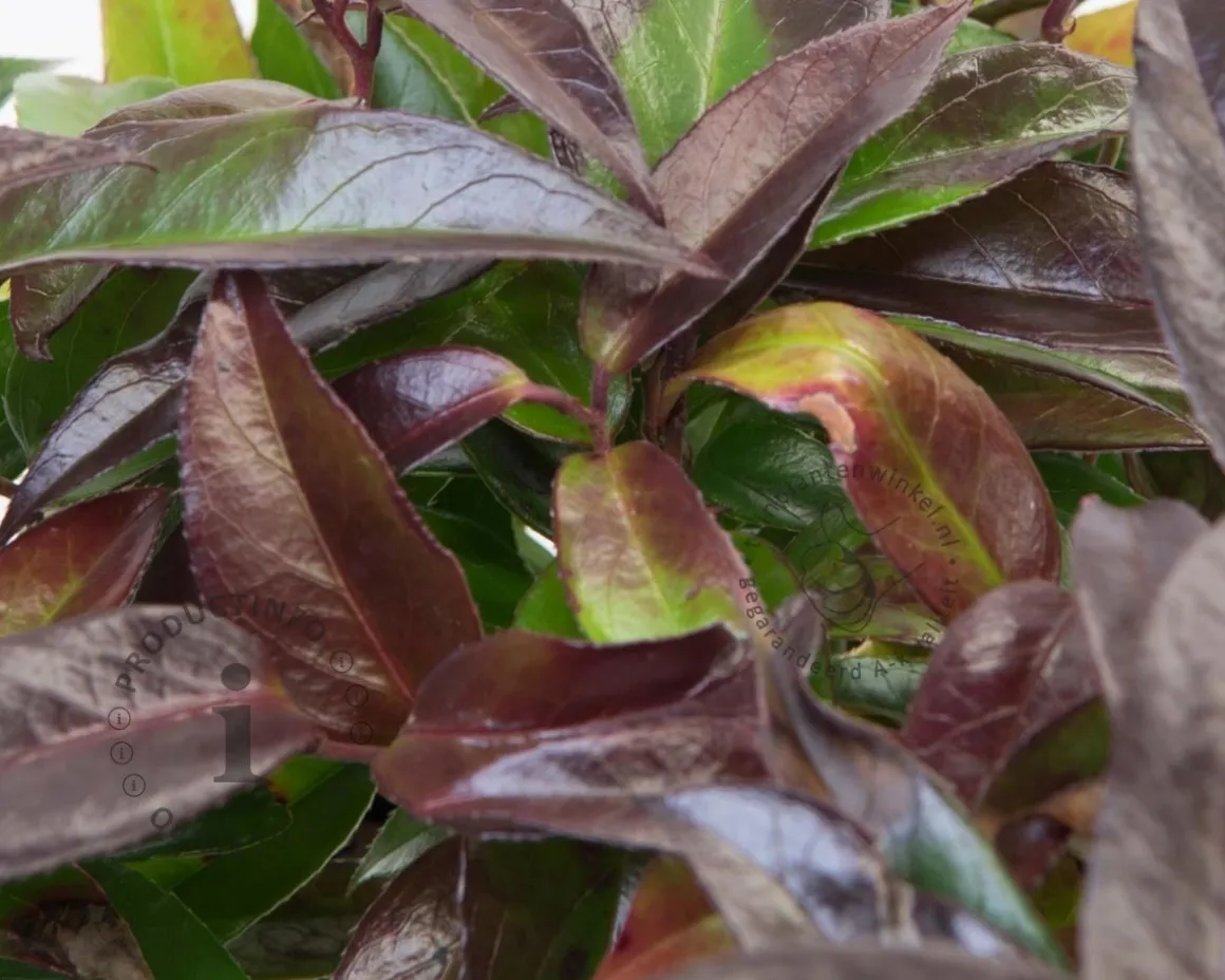 Leucothoe axillaris 'Carinella'