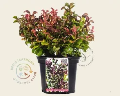Leucothoe axillaris 'Curly Red'