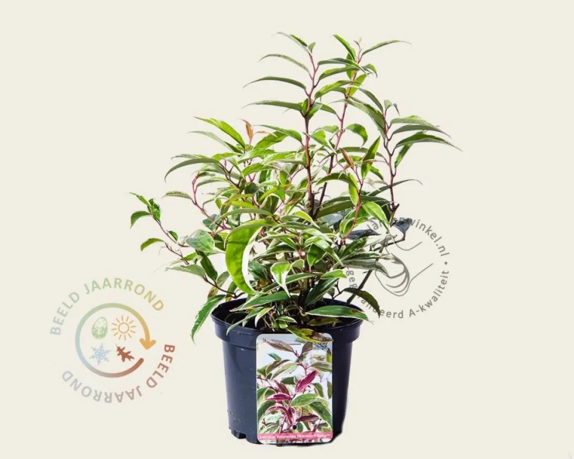 Leucothoe fontanesiana 'Whitewater'