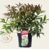 Leucothoe keiskei 'Royal Ruby'