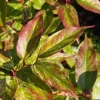 Leucothoe walteri 'Rainbow'