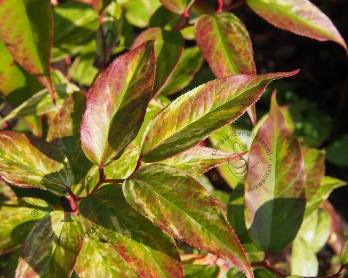 Leucothoe walteri 'Rainbow'