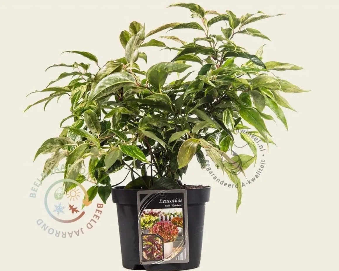 Leucothoe walteri 'Rainbow'