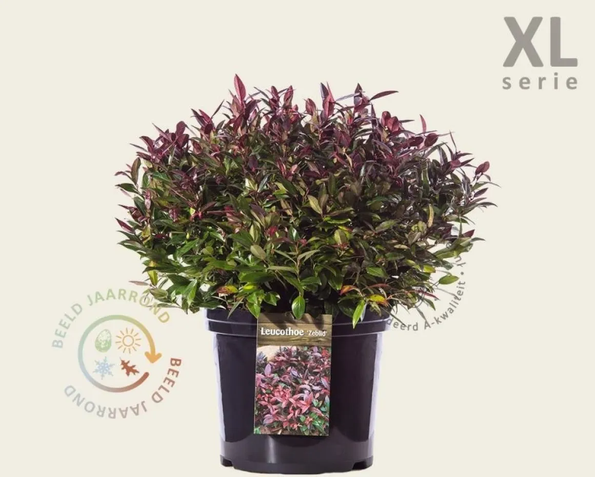 Leucothoe 'Zeblid' - XL