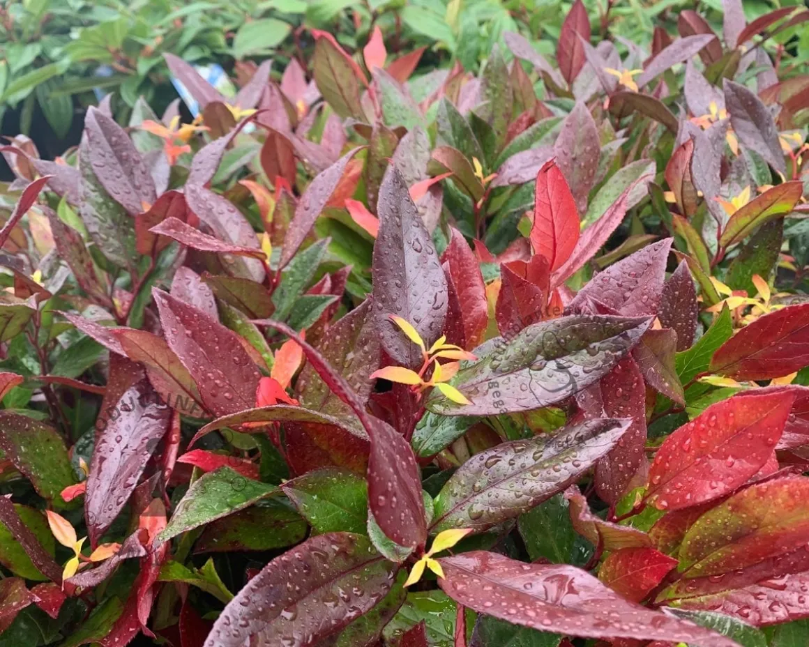 Leucothoe 'Zeblid' - XL