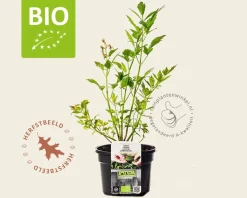 Levisticum officinale Puur