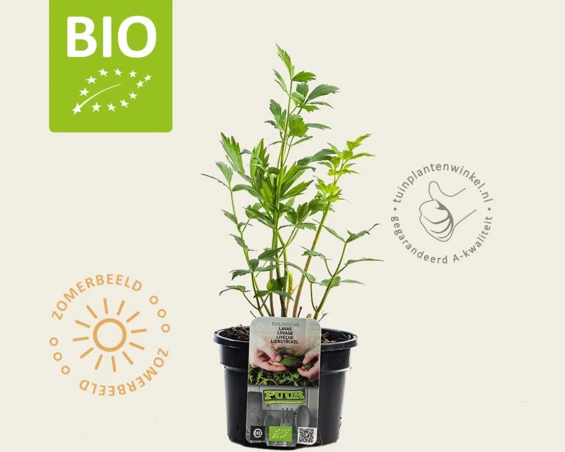Levisticum officinale Puur