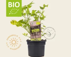 Levisticum officinale Puur