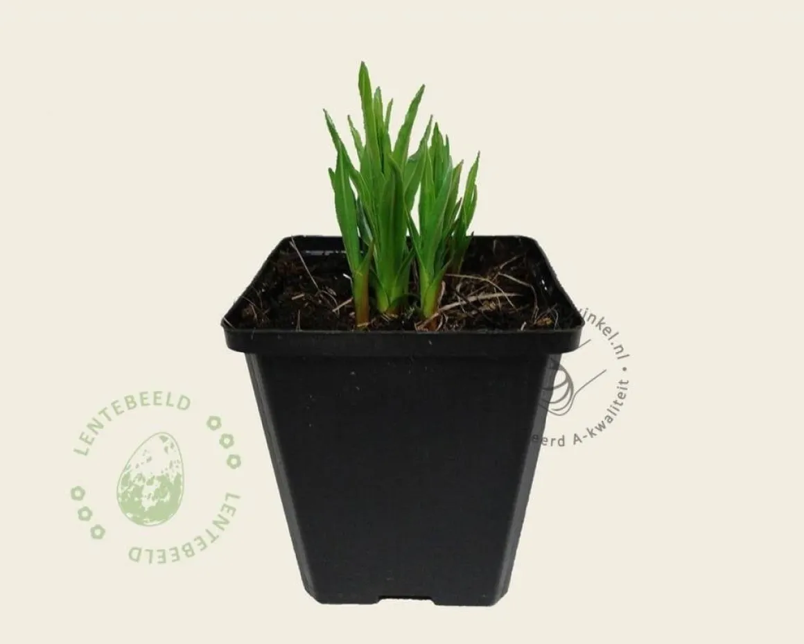 Liatris spicata 'Kobold'