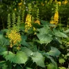 Ligularia stenocephala 'The Rocket'