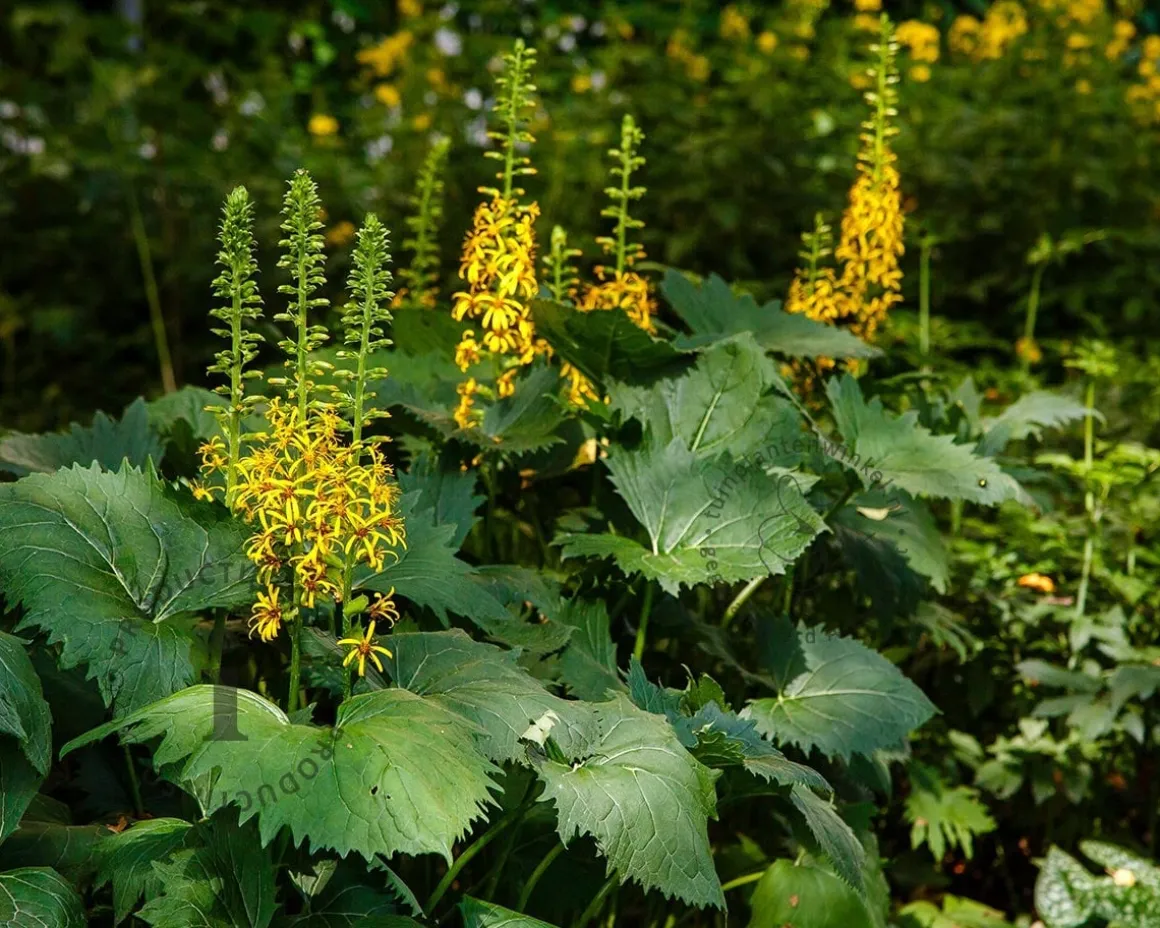 Ligularia stenocephala 'The Rocket'