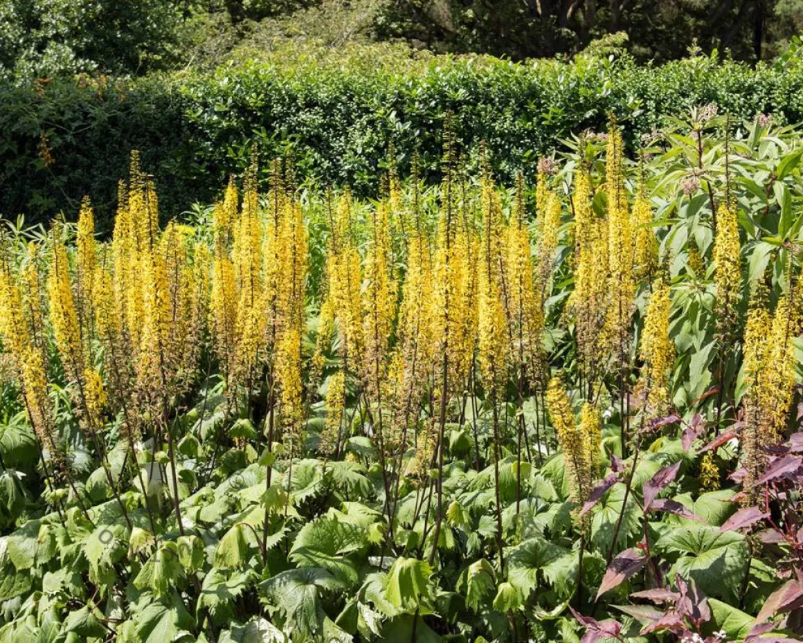 Ligularia stenocephala 'The Rocket'