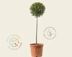 Ligustrum delavayanum - op stam