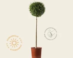 Ligustrum delavayanum - op stam