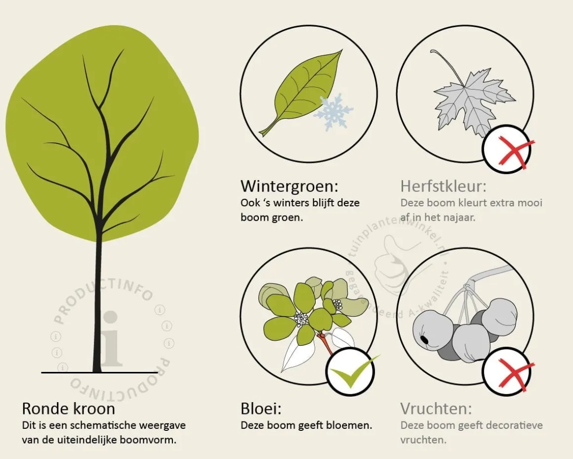 Ligustrum japonicum