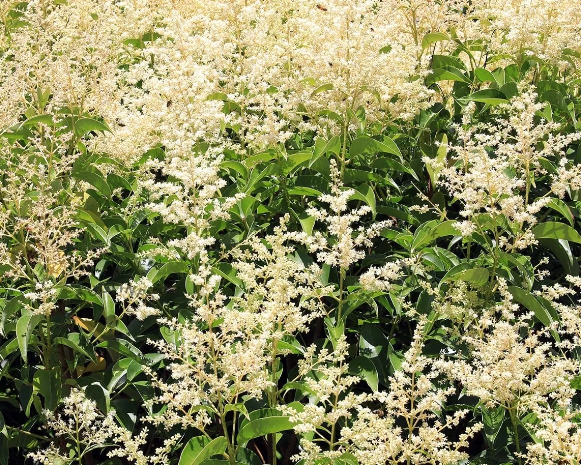 Ligustrum japonicum