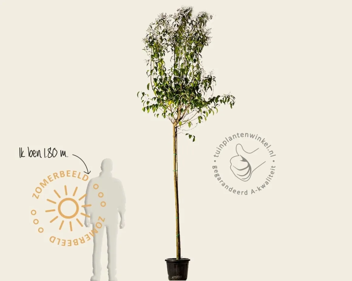 Ligustrum japonicum