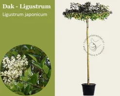 Ligustrum japonicum dakboom