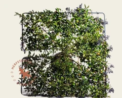 Ligustrum japonicum dakboom
