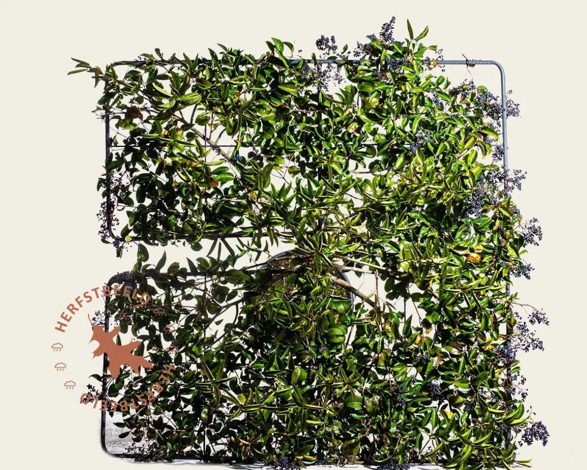 Ligustrum japonicum dakboom