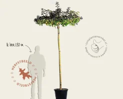 Ligustrum japonicum dakboom
