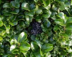 Ligustrum japonicum 'Rotundifolium'