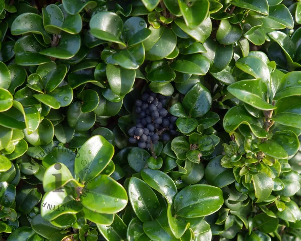 Ligustrum japonicum 'Rotundifolium'