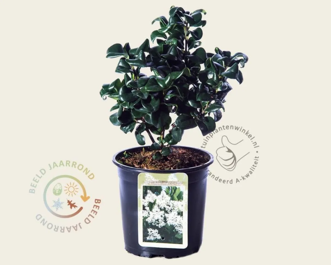 Ligustrum japonicum 'Rotundifolium'