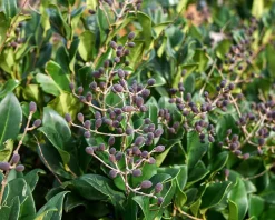 Ligustrum japonicum 'Texanum' - op stam