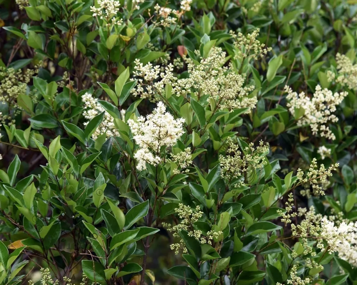 Ligustrum lucidum